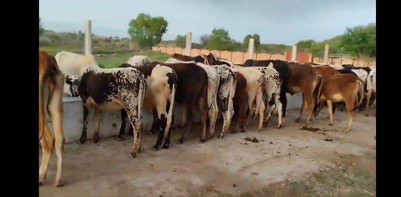 sahiwal cow / dasi cow / cow for sale / cow 8