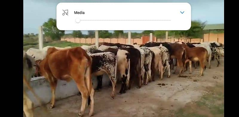 sahiwal cow / dasi cow / cow for sale / cow 9
