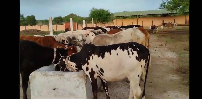 sahiwal cow / dasi cow / cow for sale / cow 10