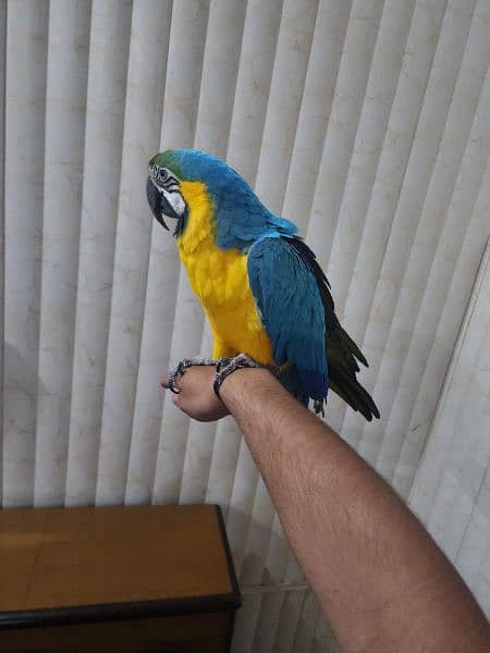 Blue and gold Macaw 0