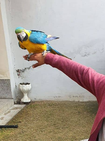 Blue and gold Macaw 1