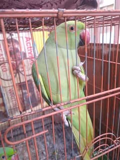 2 Ringneck female parrots sale