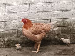 aseel murghi for sale with two chicks