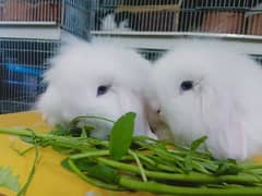 fuzzy lop rabbit blue eyes so cute and friendly baby pair