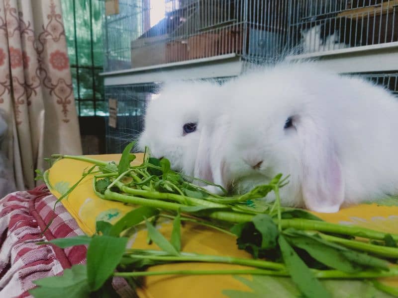 fuzzy lop rabbit blue eyes so cute and friendly baby pair 4
