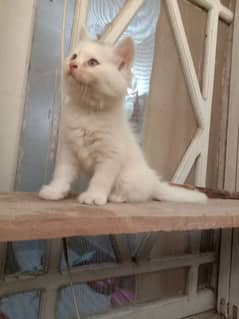 Persian kittens || White kittens || Rare kittens