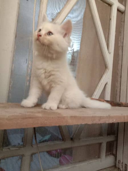 Persian kittens || White kittens || Rare kittens 0