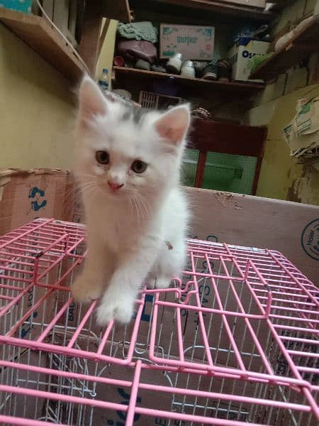 Persian kittens || White kittens || Rare kittens 1
