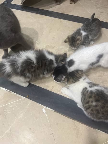 2.5 month old 4 kittens with mother 3