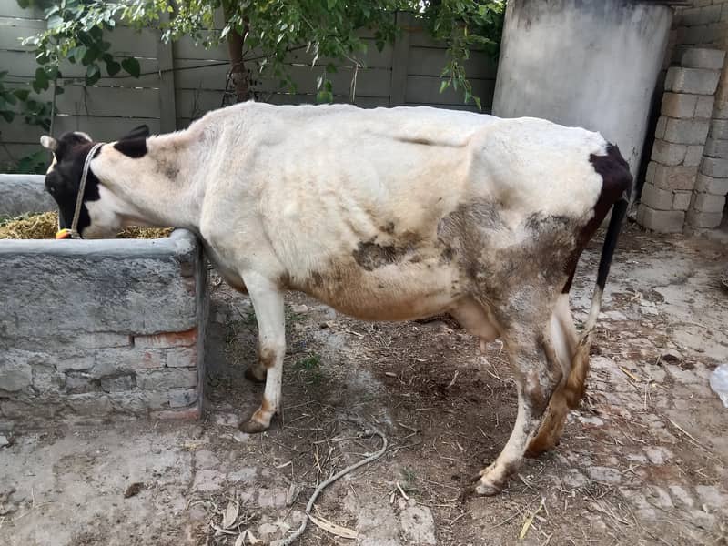 Australian cow and her calf for sale 4
