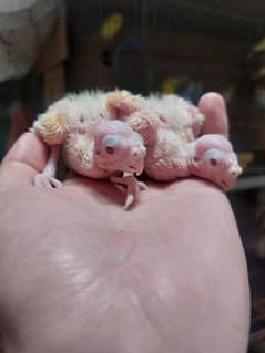 Cocktail Parrot Chicks