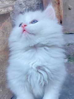 Persian triple coated kittens