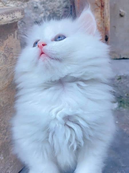 Persian triple coated kittens 6