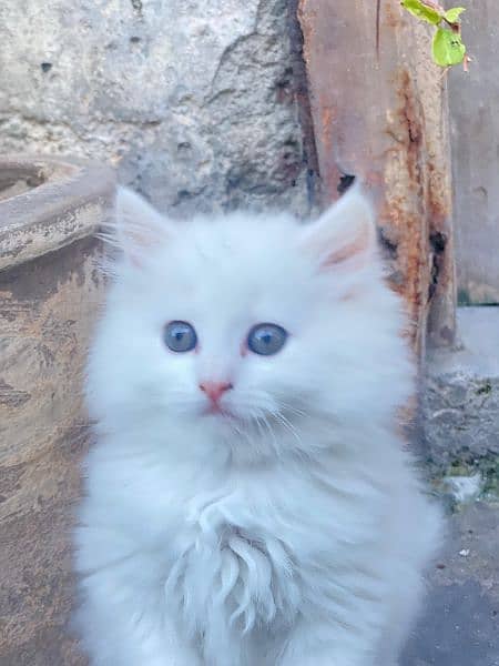 Persian triple coated kittens 12