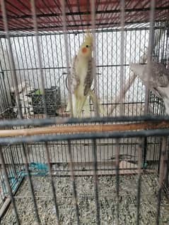 v paid cocktail for sale ready to breed female