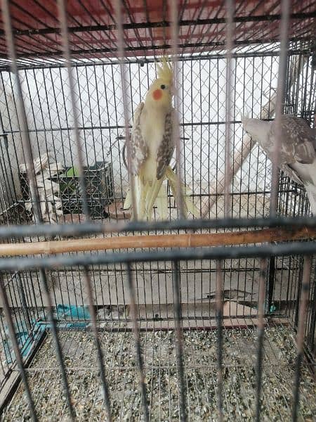 v paid cocktail for sale ready to breed female 0