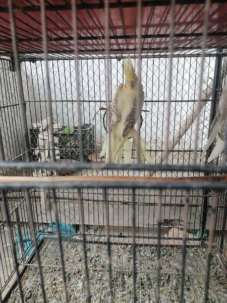 v paid cocktail for sale ready to breed female 1