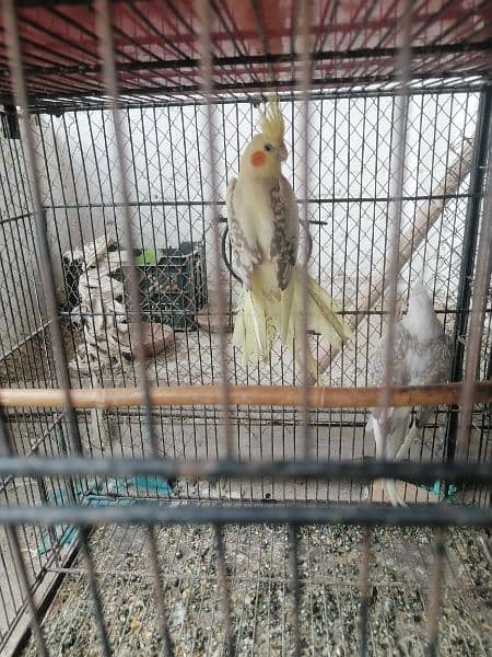 v paid cocktail for sale ready to breed female 2