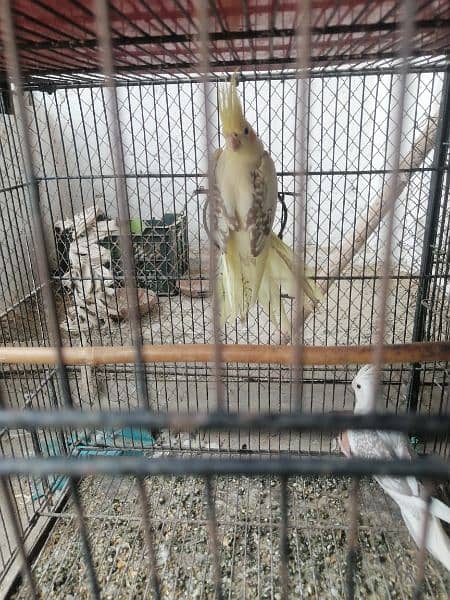 v paid cocktail for sale ready to breed female 3