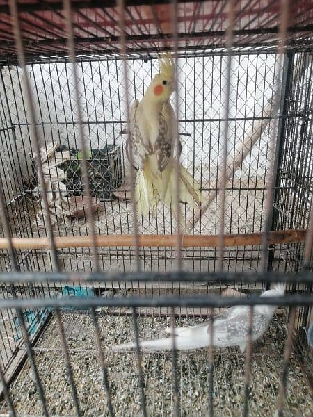 v paid cocktail for sale ready to breed female 4
