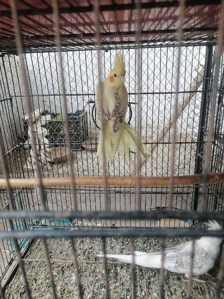 v paid cocktail for sale ready to breed female 5