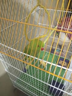 Green Ringneck parrot for sale in reasonable price