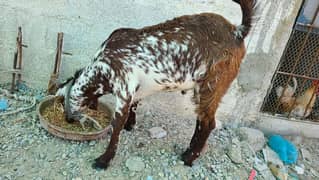 Goat (Bakra) cross breed
