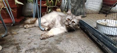 female breeder cat for sale