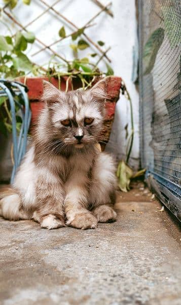 female breeder cat for sale 3