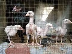 White German O shamo both chicks available in Karachi best price