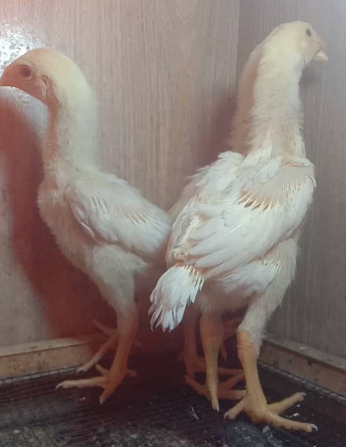 White German O shamo both chicks available in Karachi best price 3