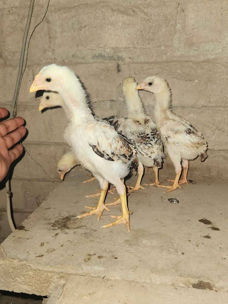 White German O shamo both chicks available in Karachi best price 4