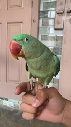 raw parrot hand tame full talking