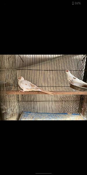diamond pied chicks for sell 1
