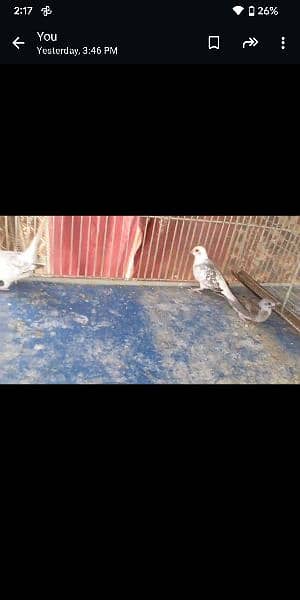 diamond pied chicks for sell 2