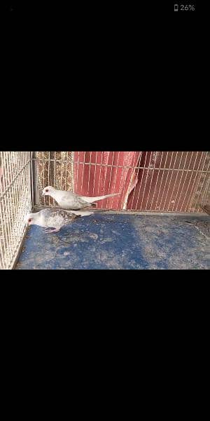 diamond pied chicks for sell 3