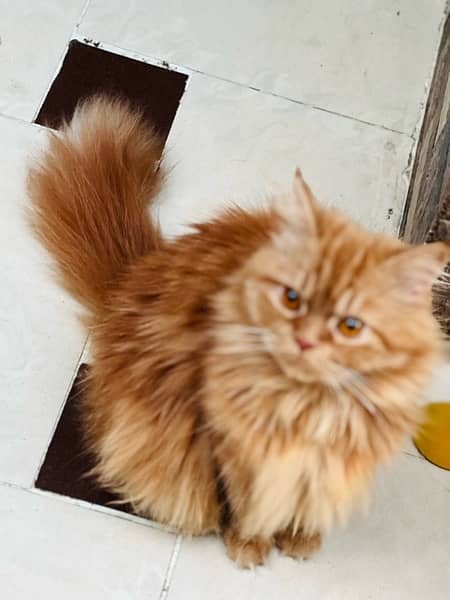 FEMALE PERSIAN CAT FOR SELL 1