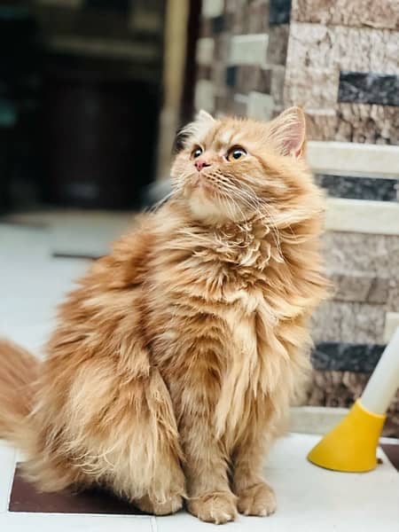 FEMALE PERSIAN CAT FOR SELL 2