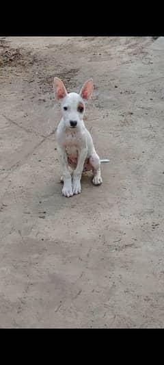 pure gultair male puppy for sale