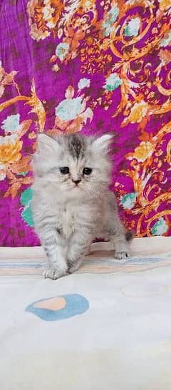 Persian punch face kitten for sale