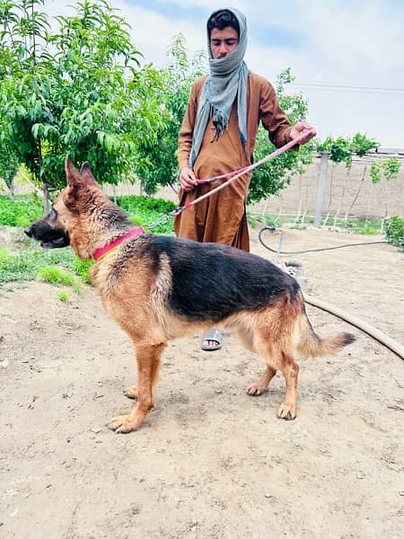 German Shepherd pair |  Long Coat pair | Dog For Sale | GSD 11