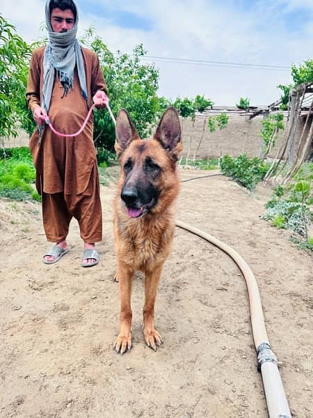 German Shepherd pair |  Long Coat pair | Dog For Sale | GSD 13