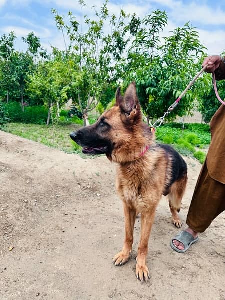 German Shepherd pair |  Long Coat pair | Dog For Sale | GSD 14
