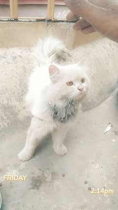 cat for sel in phalia city