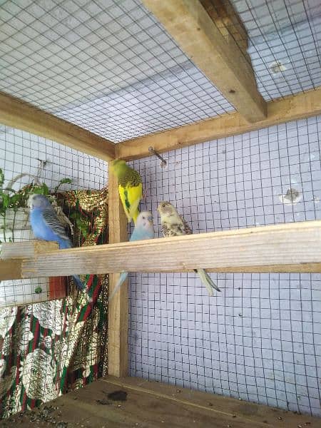 2 pair budgies parrot 1