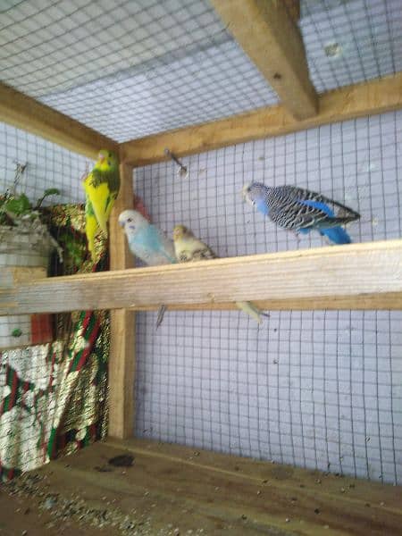 2 pair budgies parrot 2