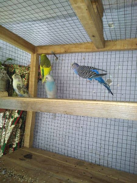 2 pair budgies parrot 5