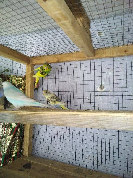 2 pair budgies parrot 6
