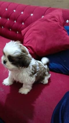 shitzu male and female puppies for sale