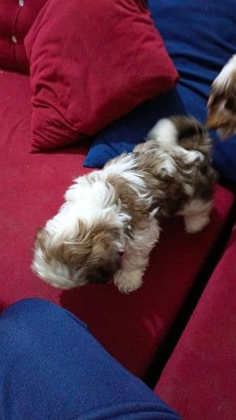 shitzu male and female puppies for sale 1